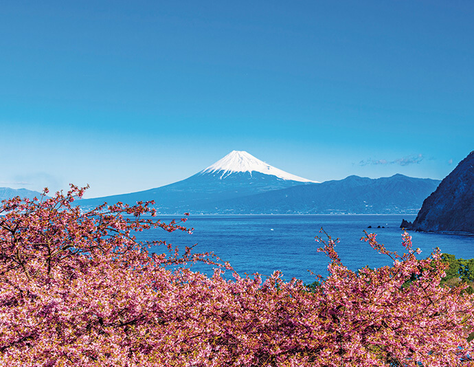 河津桜と富士山（2月頃） イメージ
