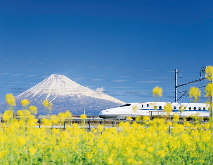 富士山と菜の花畑（3月頃） イメージ