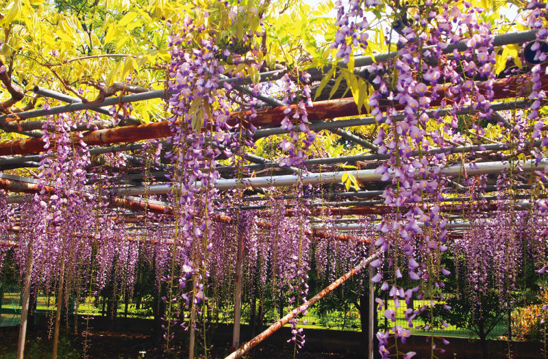 白旗神社の弁慶藤（4月頃） イメージ