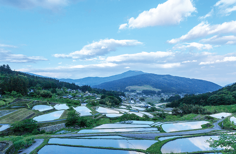 坂折の棚田（5月頃） イメージ