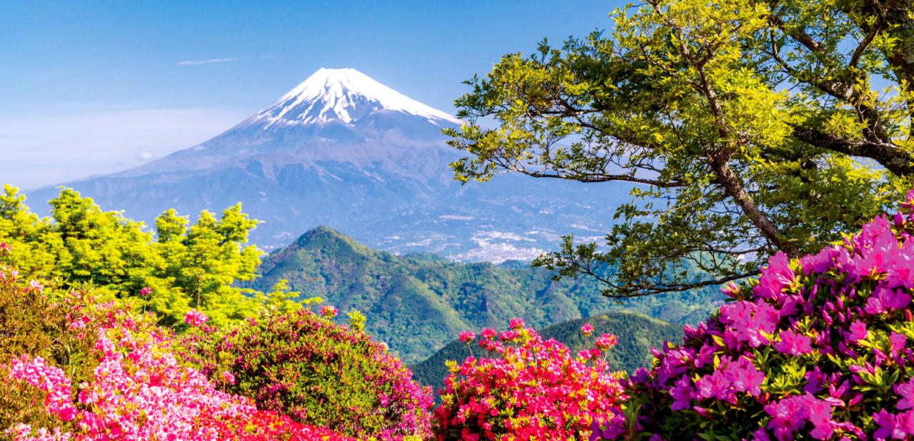 新緑を味わう静岡〜感動の景色と体験に心躍る立夏の旅