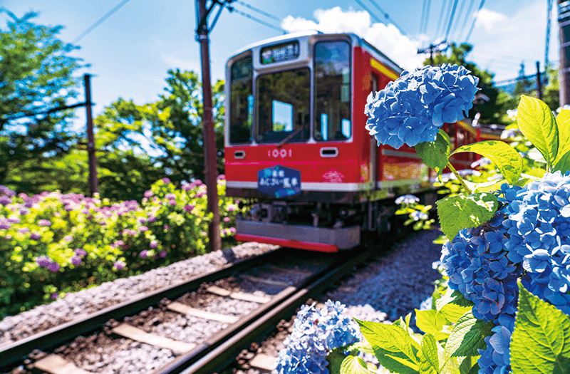 箱根登山鉄道あじさい電車（6月頃） イメージ