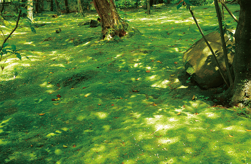 秋篠寺の苔庭（6月頃） イメージ