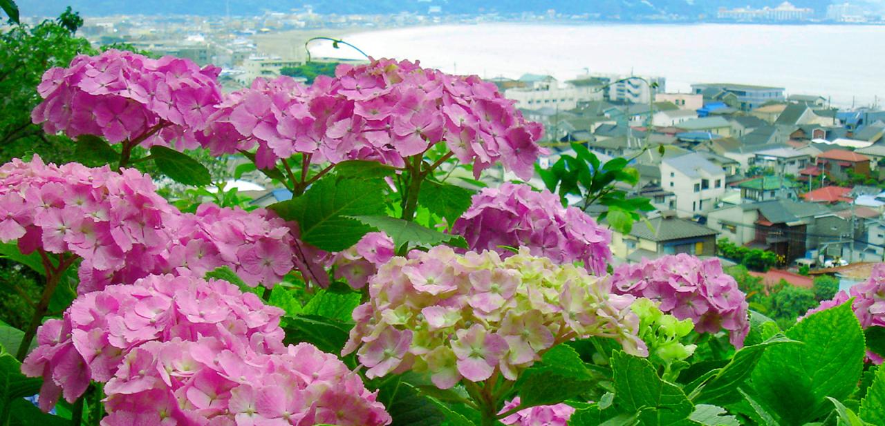 梅雨時の旅行におすすめ！紫陽花が咲く夏至の鎌倉を楽しみ尽くす