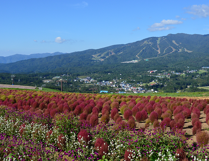 ひるがの高原（10月頃） イメージ　写真提供:ひるがのピクニックガーデン