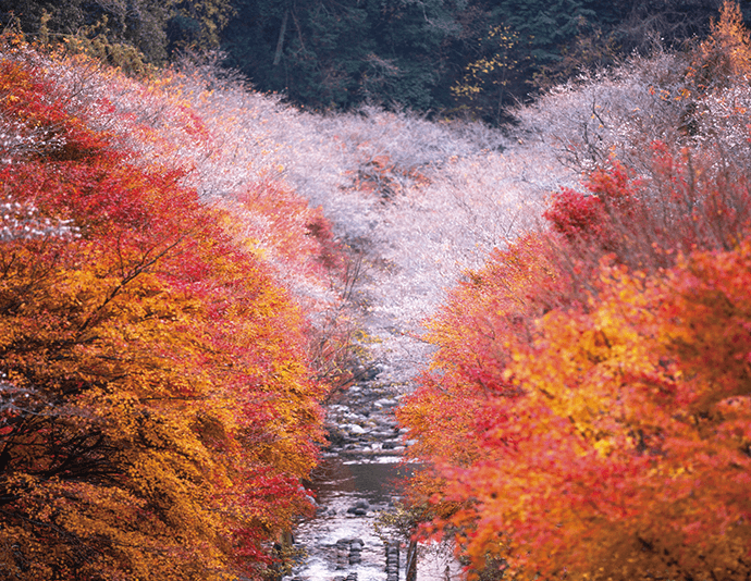 小原四季桜（11月頃） イメージ