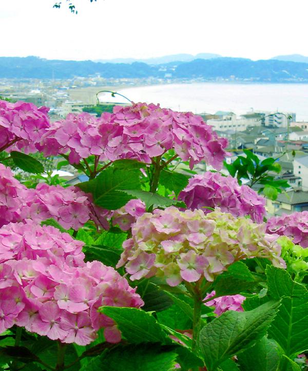 夏至 梅雨時の旅行におすすめ！紫陽花が咲く夏至の鎌倉を楽しみ尽くす