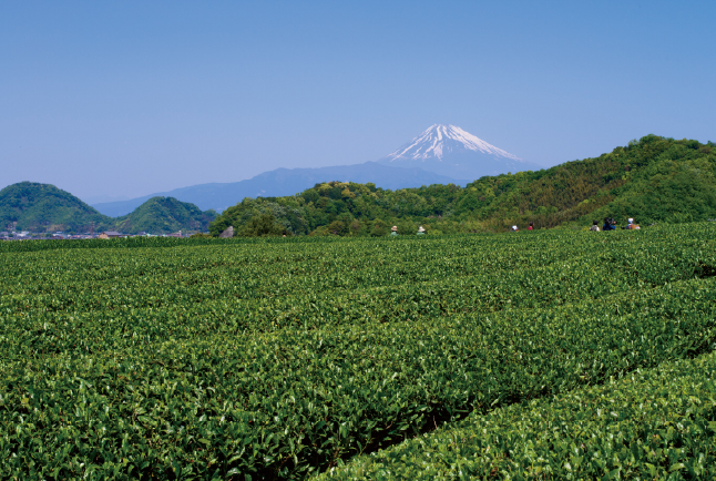 茶畑と富士山