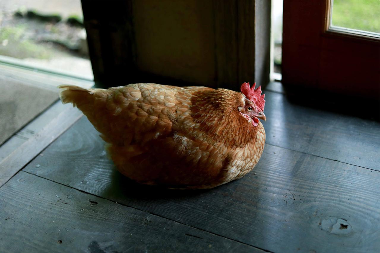 鶏たちは庭だけじゃなく店内でも自由に過ごす。ストレスがないのだろう、福々と丸くトサカの色も羽ツヤもよい。「4時半になると自分で小屋に帰るんですよ。カエル食べたりおたまじゃくし食べたり、元気ですね。残飯も雑草も食べてくれるし」