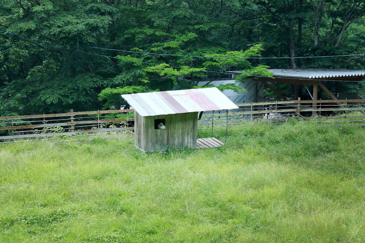 那須から一緒に引っ越してきた先代山羊のシロちゃんが亡くなってすぐに、縁あって出会ったのがこのメイちゃん。気が向けば小屋の窓から顔を出してお見送りしてくれる。残念ながらこの日は会えなかったが、犬のゆうちゃんが自宅から遊びにくることも。