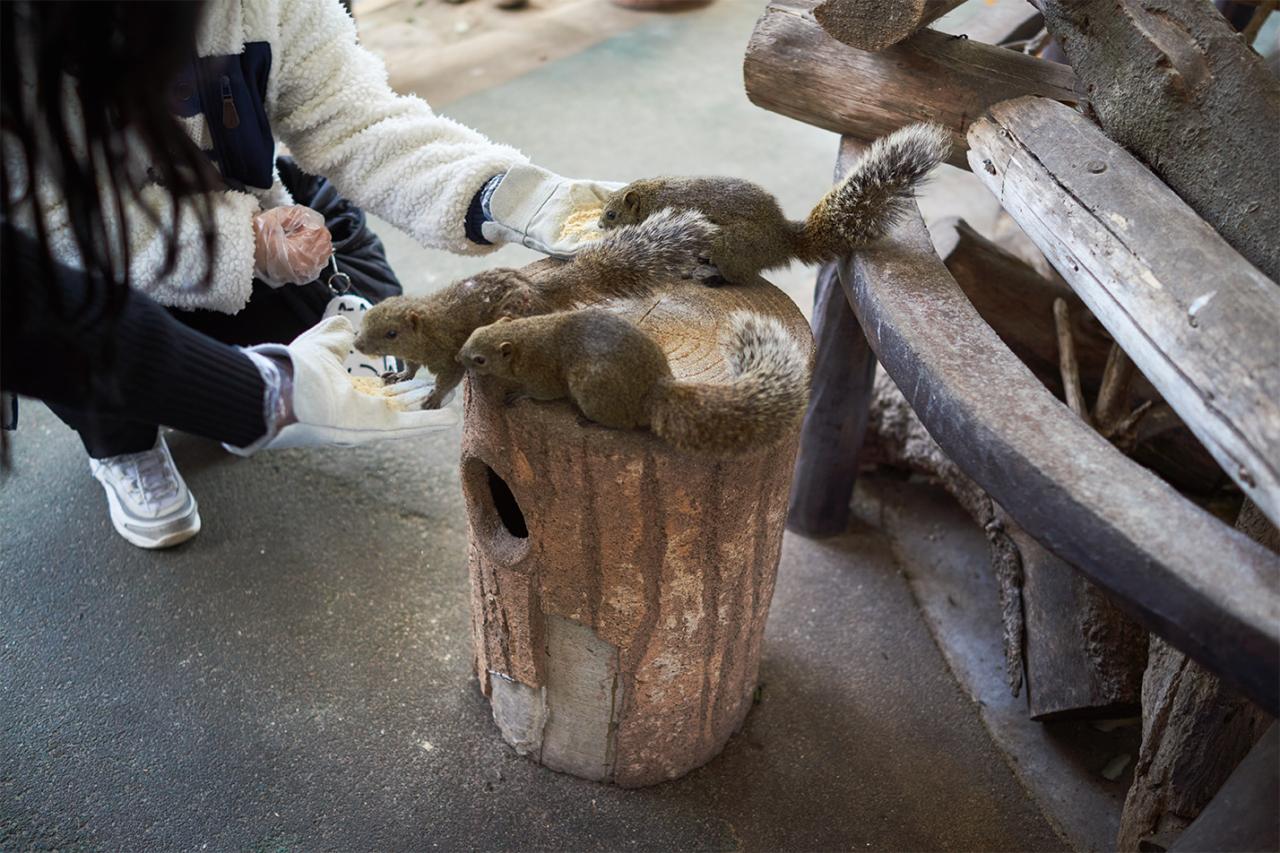 ぎふ金華山リス村ではかわいいタイワンリスがいて、エサやり体験ができます