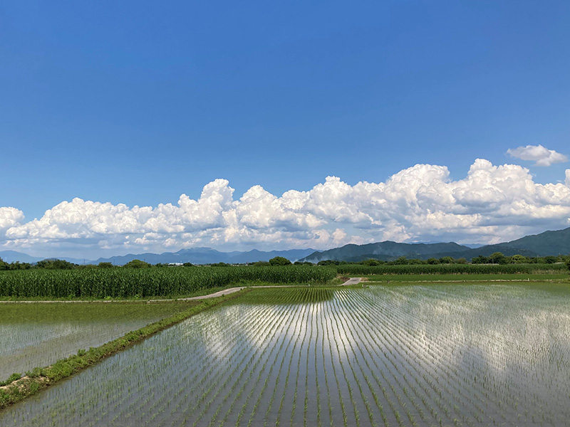 のどかな田園風景が続く