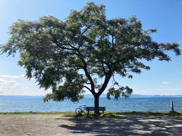 体を使い、風を感じ、五感で楽しむ。琵琶湖一周サイクリング〈ビワイチ〉で雄大な自然を実感。