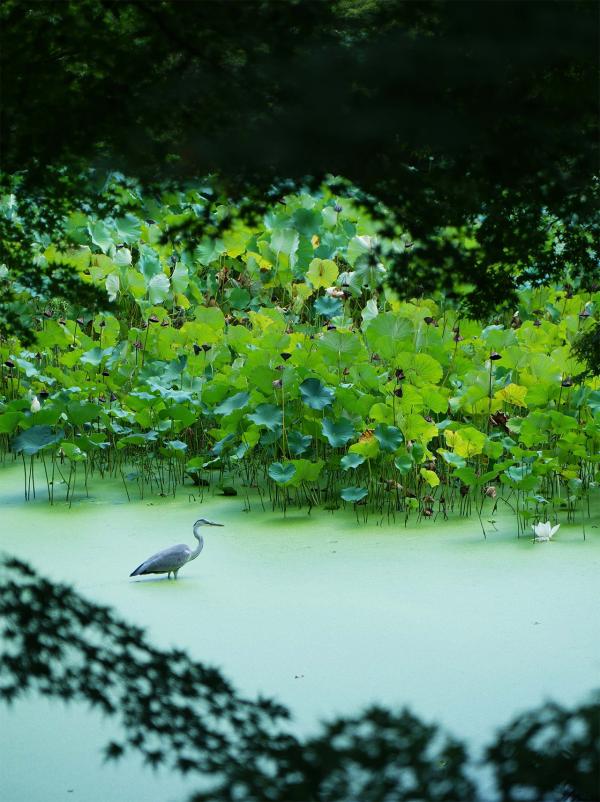 京都府立植物園（京都市）