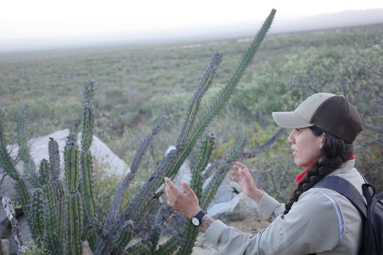 メキシコのロスカボスを旅したとき、ランチョカカチラスという鉱山を訪れました。ここには様々な動植物が息づき、世界中から生物学者が研究に来るエリアです。ガイドと一緒に朝夕の山を登り、植物に触れ合う時間が宝物のようでした。（写真提供：仁田ときこ）