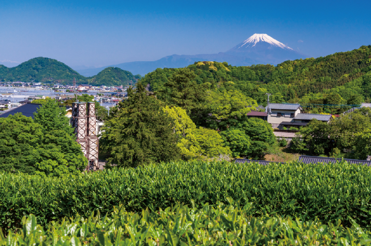 茶畑と世界遺産の韮山反射炉と富士山