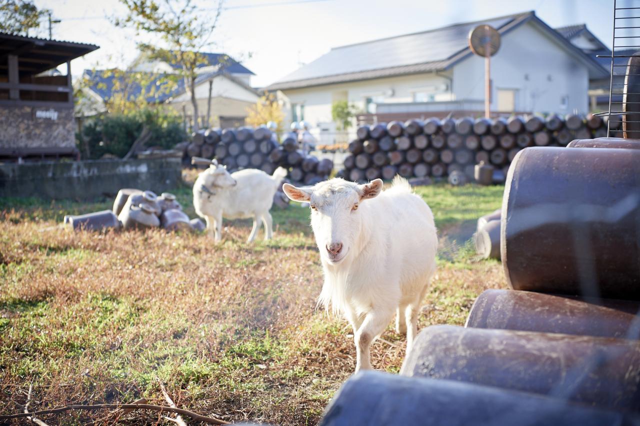 自社農園では、3頭のヤギが草取りなどをお手伝い。