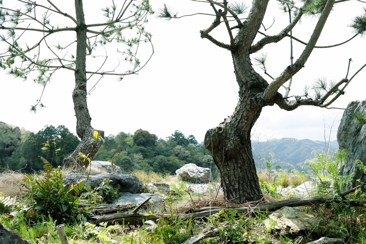 庭師の友人から譲り受けた黒松。後継者がいなくて閉じてしまった日本庭園から、“再生”の象徴として第二の木生を送るためにRINNEへやってきた。目の前の山に一目惚れした庭師さんが山に入って見つけてきた大きな石や、自生のシダなどに囲まれている。