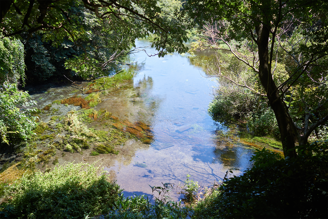 第1展望台から見える柿田川の最上流部。「湧き間」から湧き出る水が、柿田川の源になる。