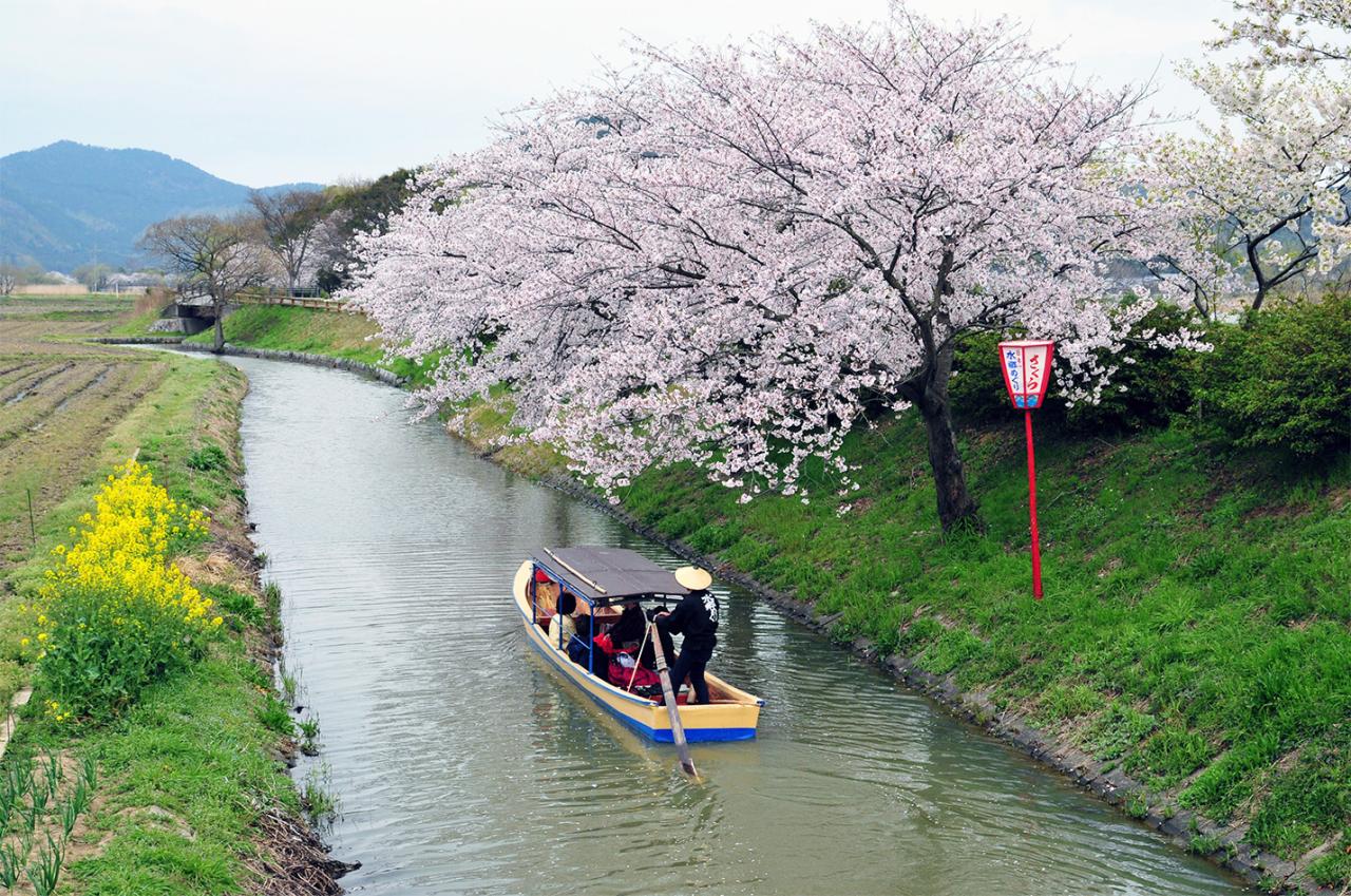 桜が美しいさくら堀。海外からの観光客も多い。写真提供：近江八幡和船観光協同組合