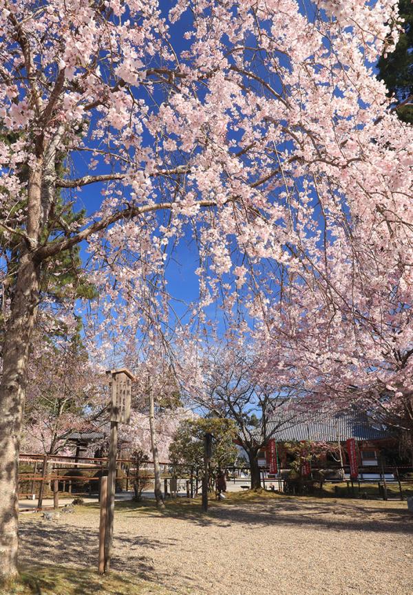 桜づくしの〈醍醐寺〉で、朝から始まる特別な一日。
