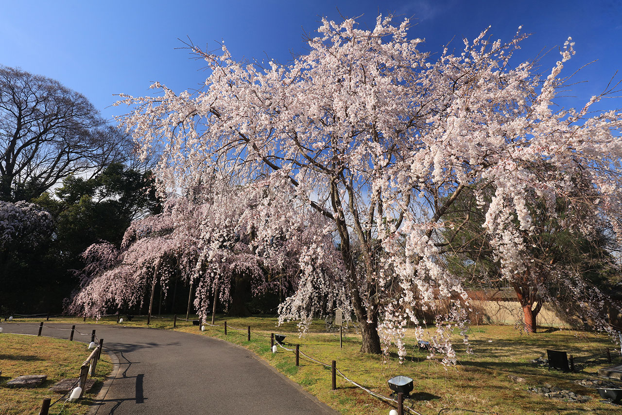 霊宝館庭園のしだれ桜。見頃の時季の写真
